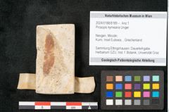 Foto (Objekt + Etikett) von Prosopis kymeana Unger (NHMW-GEO-2024-0188-8189)